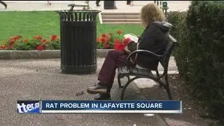 Rat problem in Lafayette Square
