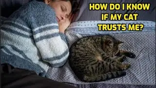 Does A Cat Trust You If It Sleeps Next To You?