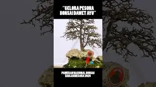 Cakep, Steblus alias Rombeng!!! #bonsaiindonesia #bonsaiart #bonsai