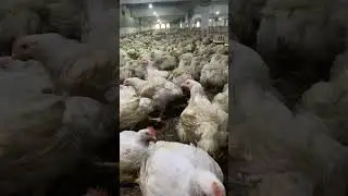 POULTRY PRODUCTION | BROILER FARM | ENVIRONMENTAL CONTROL HOUSE | #poultryhouse #broiler #poultry