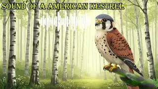 SOUND OF A AMERICAN KESTREL 🔊 What does a american kestrel sound