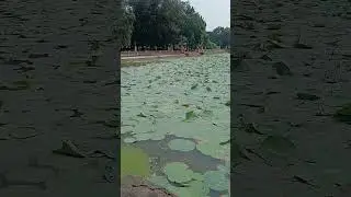 #lotuspond #lotus #beautiful #devband #maabalasundri #traveller #travel #trending