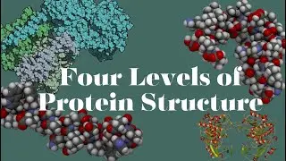What are the four levels of Protein Structure | SIMPLE Explanation