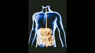639hz frequency for your digestive system 🙌