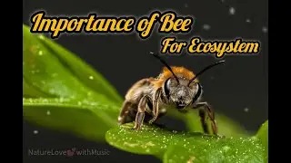 Importance of Bee for ecosystem | Importance of Bee for Human being | #bees #Bee #importantroleofBee