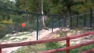12 Romanian brown bears all together