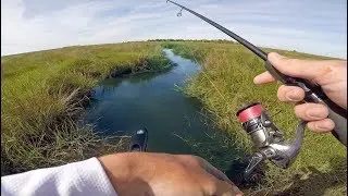 Crazy Shallow Water Fishing For Saltwater Swamp BEASTS -- (Light Tackle)