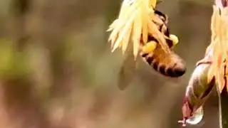 The hard-working bees
