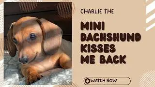 My Mini Dachshund Kissed Me Back&hellip;🐶💋