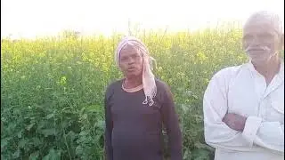 लम्बी सांठ और ज्यादा फलिया बेहतर फूटाव 