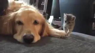 Gattino incontra cane per la prima volta.. TENERISSIMO!!