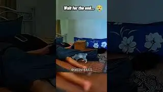 Meow Fails once again ! #meowfails