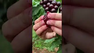 wow amazing fruit 🍒🍒 #fruitsfarm #fruit #freshfruits #farming #amazingfruits