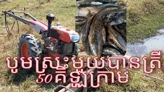 Pumping Fish Pond for Cooking.បូមស្រះត្រីសម្រាប់ចម្អិនអាហារ