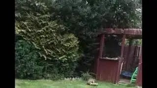 Fox cub friends