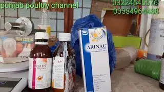 Pure austarlorp and lightsusex chiks 2 wks for sale 03224545576 _03324672333_03334964488