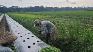 AMAZING FARMING SKILLS: HOW FARMERS PLANT CHILI SEEDLINGS USING THEIR BARE HANDS-Agriculture Farming
