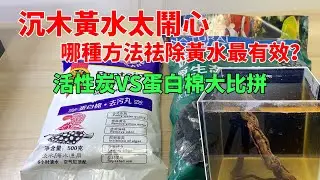 沉木黃水太鬧心，哪種方法祛除黃水最有效？活性炭VS蛋白棉大比拼|How to quickly control the yellow water in the fish tank.