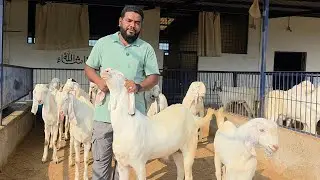 Sojat Palehue Wholesale Bakre | Farm Life Of Farmers | Seema Goat Farm Gujarat. 