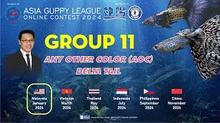 Guppy Show | Asia Guppy League 2024 |  Malaysia Contest (Online) -  Group 11 (AOC Delta Tail)