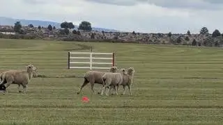 Norman Close  and Jimmy 2025 National Sheep dog Finals  0820