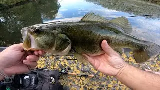 INSANE TOPWATER FROG BITE ACTION in TENNESSEE (BASS FISHING)