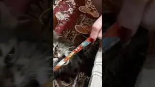 Реакция на говяжью палочку