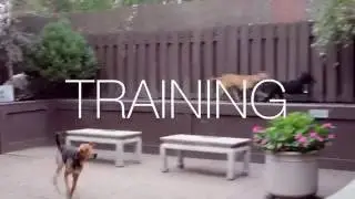 PAWlympics Training