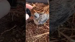 Baby morning dove needed some help because mama bird abandoned the nest #wildlife #babyanimals
