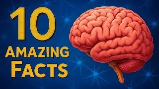 10 Crazy Things Your Brain Does That Will Shock You!