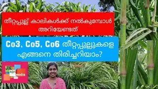ആടിന്റെ തീറ്റ പുല്ല്,പശുവിന്റെ തീറ്റ,CowFodderതീറ്റപുൽകൃഷി,Co3, Co5, Co6, ,Fodder,GoatFodder, Cow