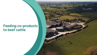 Feeding co-products to beef cattle