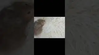 https://www.youtube.com/@xomka_27
