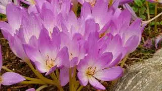 How to Grow Fall Crocus