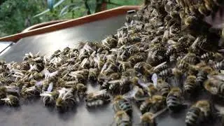 R&auml;tselhaftes Bienenverhalten: Warum &sbquo;hobeln&lsquo; Honigbienen am Flugloch?