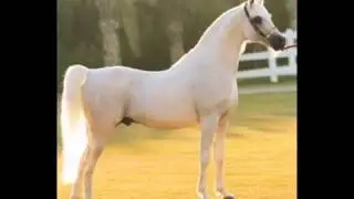 معلقة الحارث بن حلزة