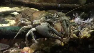 Virile Crayfish Eating Bloodworms In My 
