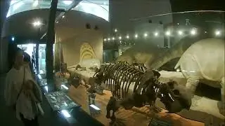 Fukui Prefectural Dinosaur Museum