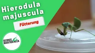 F&uuml;tterung der Hierodula majuscula (Australische Riesenmantis)