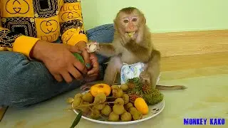 Mother Give Monkey Kako Eating Healthy Fruits For Lunch
