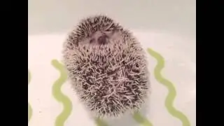 HEDGEHOGS CAN FLOAT