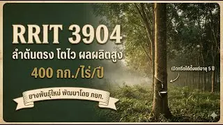 RRIT 3904 ยางพันธุ์ใหม่ ผลผลิต 400 กก./ไร่ สูงกว่า RRIM 600 ถึง 2 เท่า!