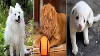 Cute puppy photos | Lovely puppies | Cute dogs | Puppies | Dogs | Puppy images | Dogs photos