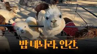 알파카한테 밥 주면 생기는 일｜국내 최대 민간정원 가산수피아
