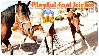 The foal kicks its mother | are horse kicks fatal | kicking horse 2022