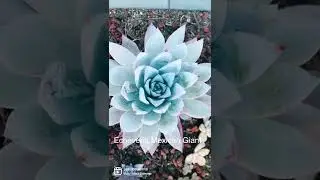 Succulent ID | JESUcculents #shorts #succulent