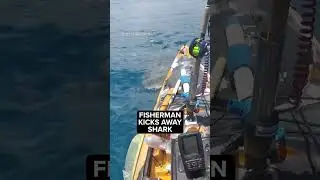 Fisherman kicks shark away from kayak