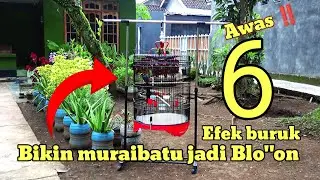 BAHAYA MENGANCAM | EFEK SALAH PENJEMURAN MURAI BATU ‼️