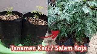 Perbanyak Tanaman Daun Kari / Salam Koja dari biji