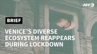 Venice's diverse ecosystem reappears during lockdown | AFP